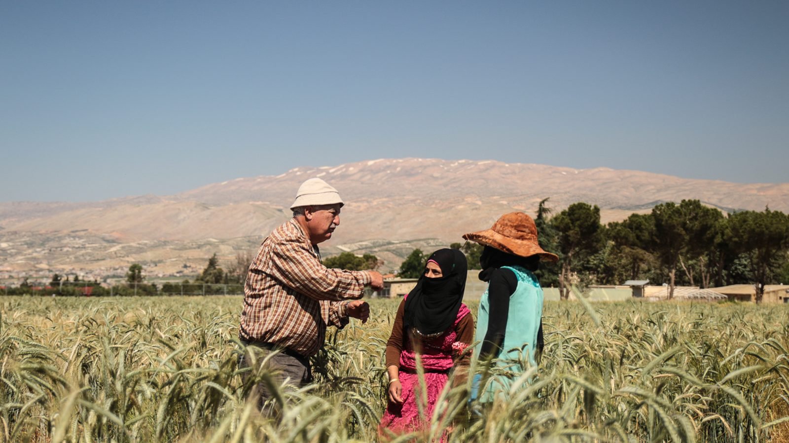 Farmers harvesting crops in the Bekaa Valley