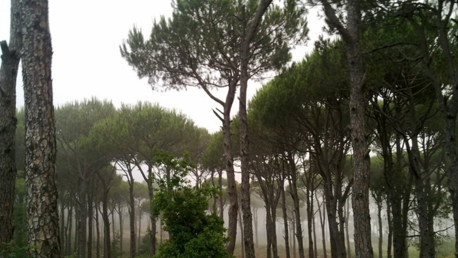A stand of pine forest in Lebanon