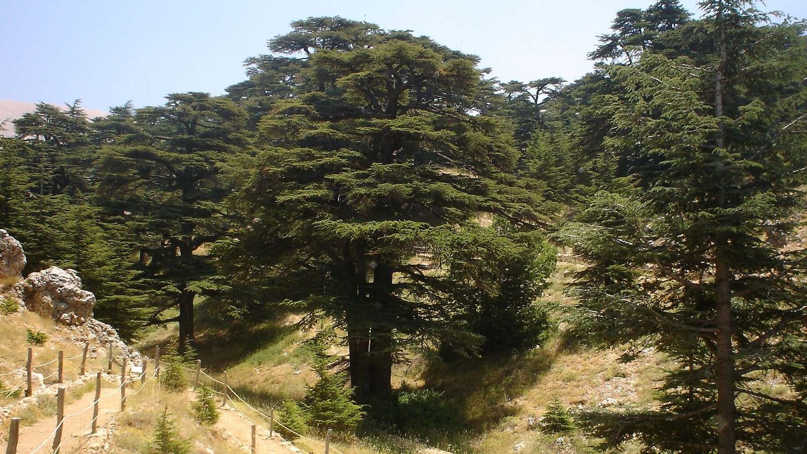 A cedar forest in the Lebanese mountains.