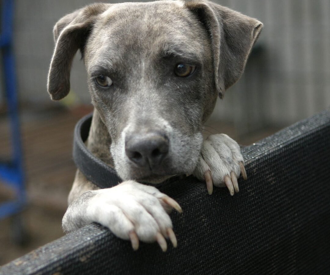 File photo: a dog behind a fence.