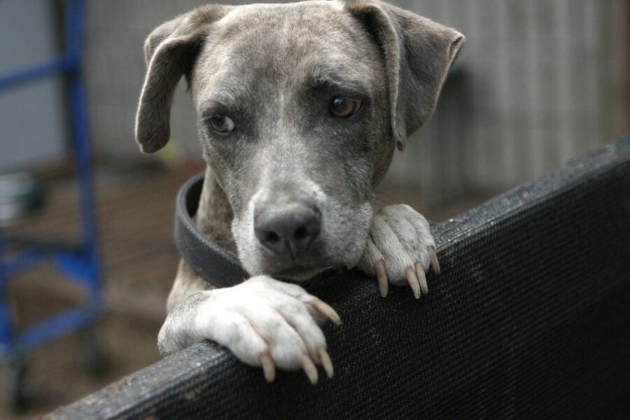 File photo: a dog behind a fence.