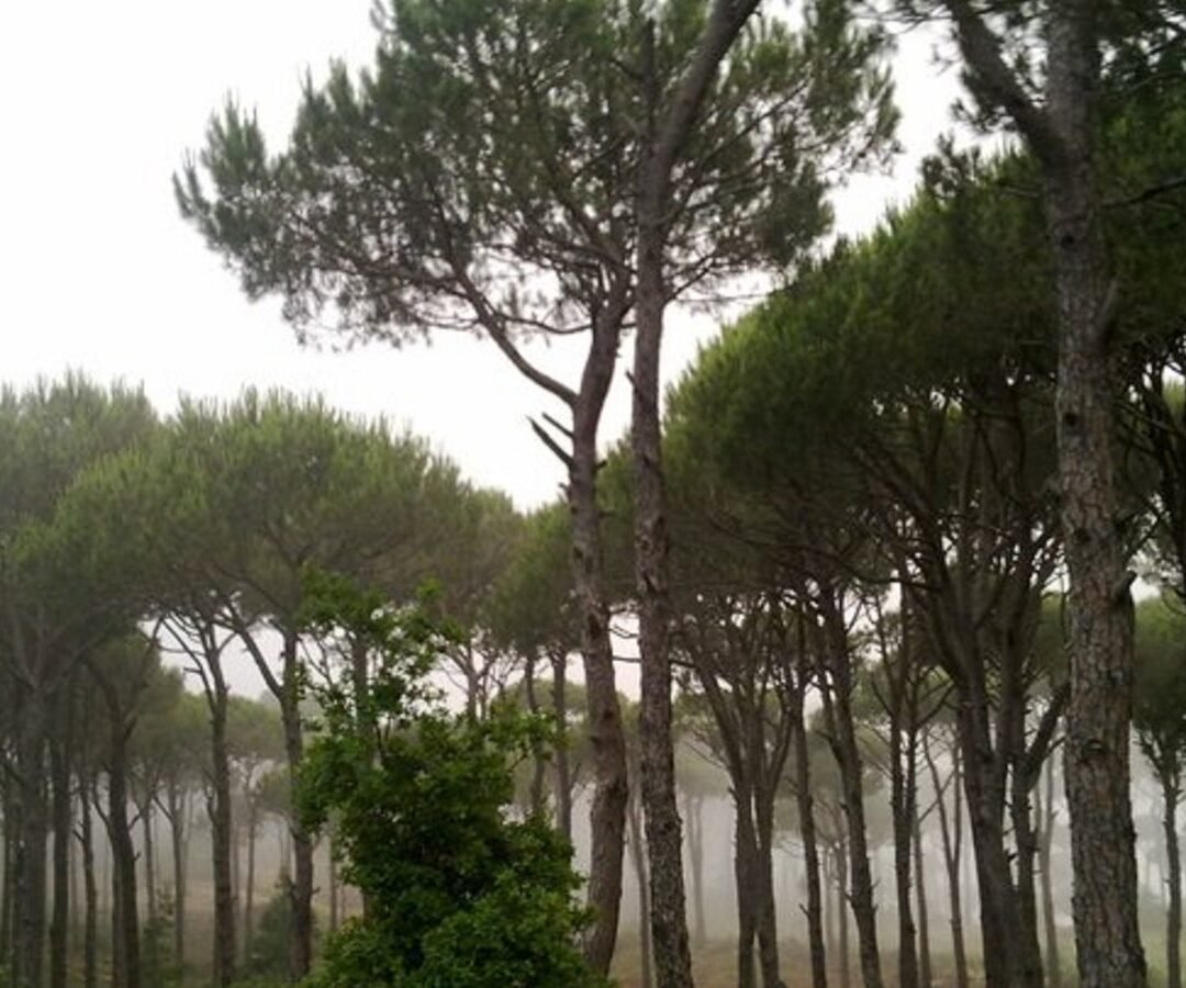 File photo: pine forest in Lebanon.