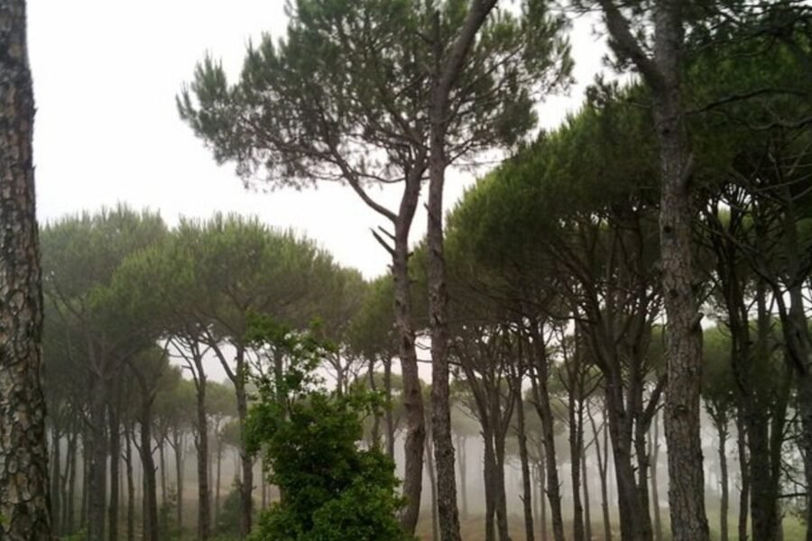 File photo: pine forest in Lebanon.