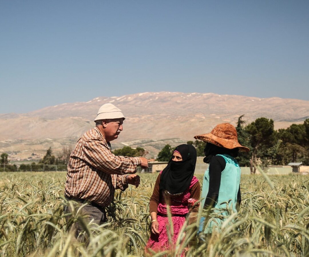 Crops harvested in the Bekaa Valley.