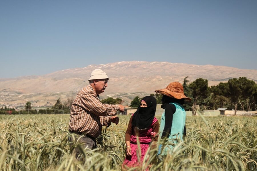 Crops harvested in the Bekaa Valley.